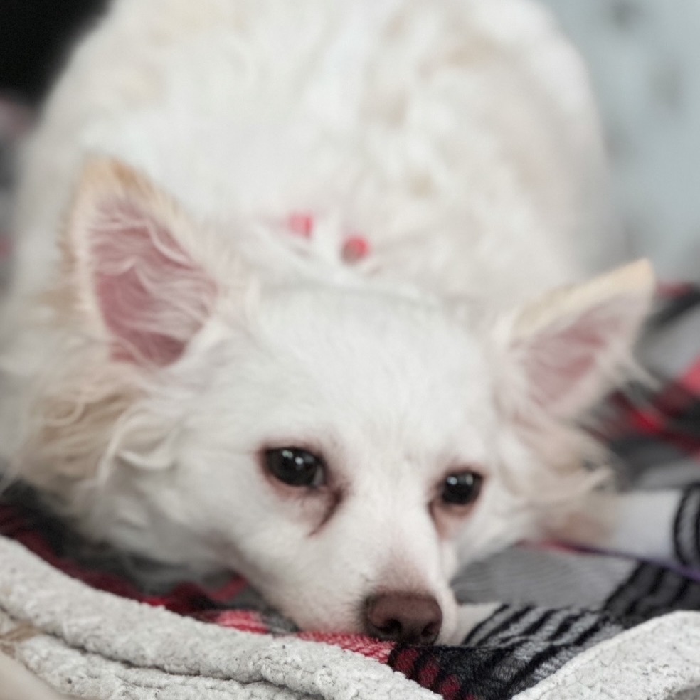 CeeCee, an adoptable Chihuahua, Spitz in Oceanside, NY, 11572 | Photo Image 1