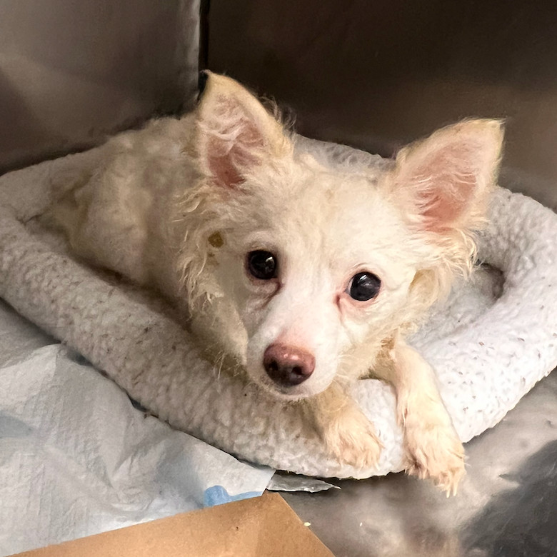 CeeCee, an adoptable Chihuahua, Spitz in Oceanside, NY, 11572 | Photo Image 2