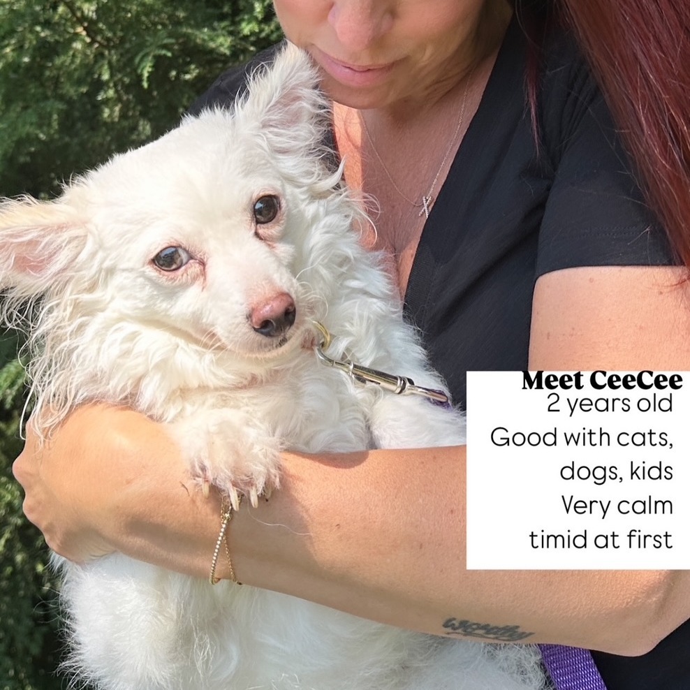 CeeCee, an adoptable Chihuahua, Spitz in Oceanside, NY, 11572 | Photo Image 3