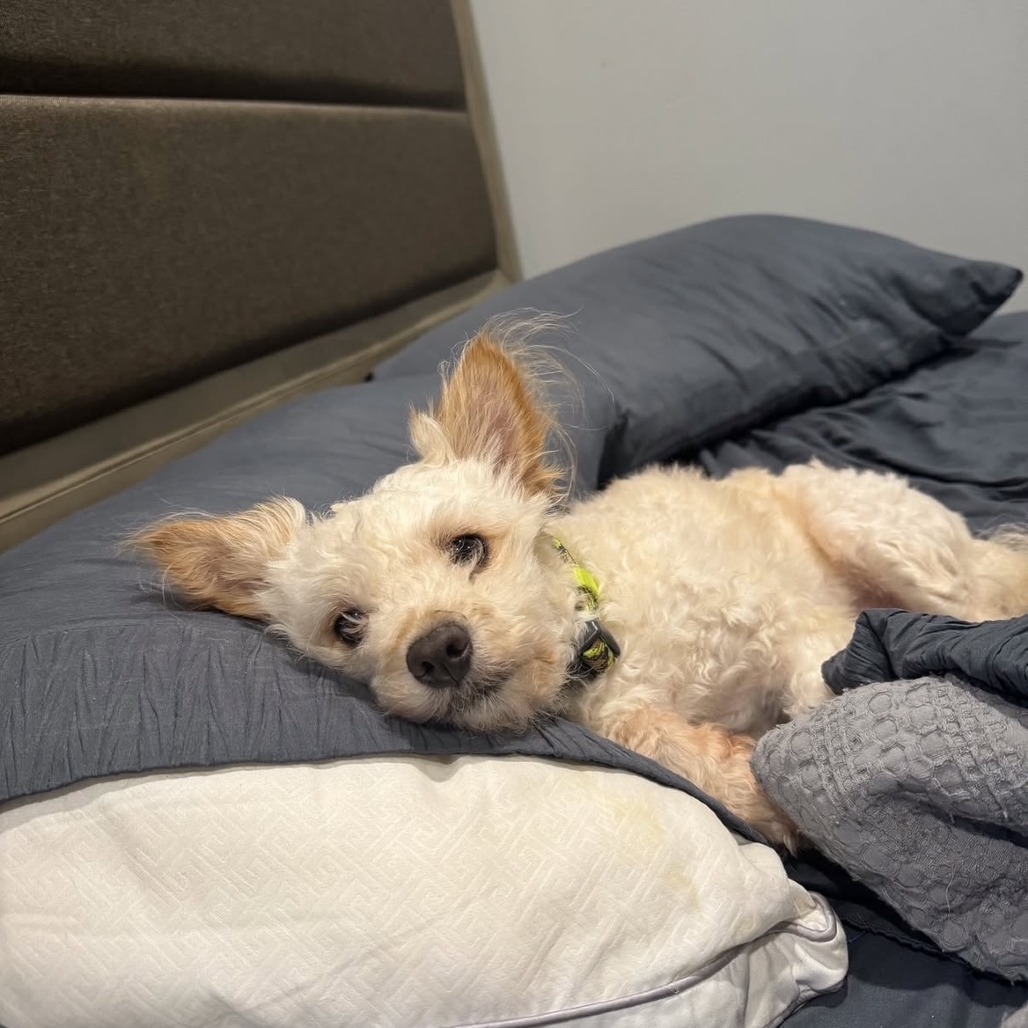 Winston, an adoptable Maltese, Mixed Breed in Oceanside, NY, 11572 | Photo Image 1