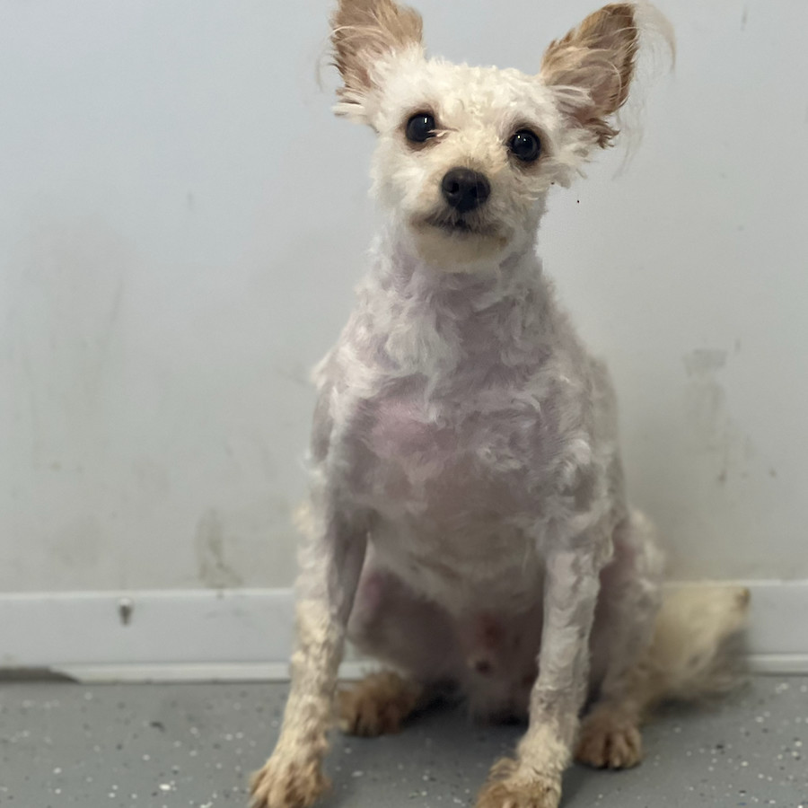 Winston, an adoptable Maltese, Mixed Breed in Oceanside, NY, 11572 | Photo Image 2