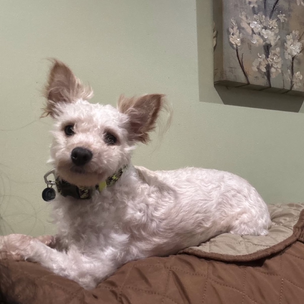 Winston, an adoptable Maltese, Mixed Breed in Oceanside, NY, 11572 | Photo Image 3