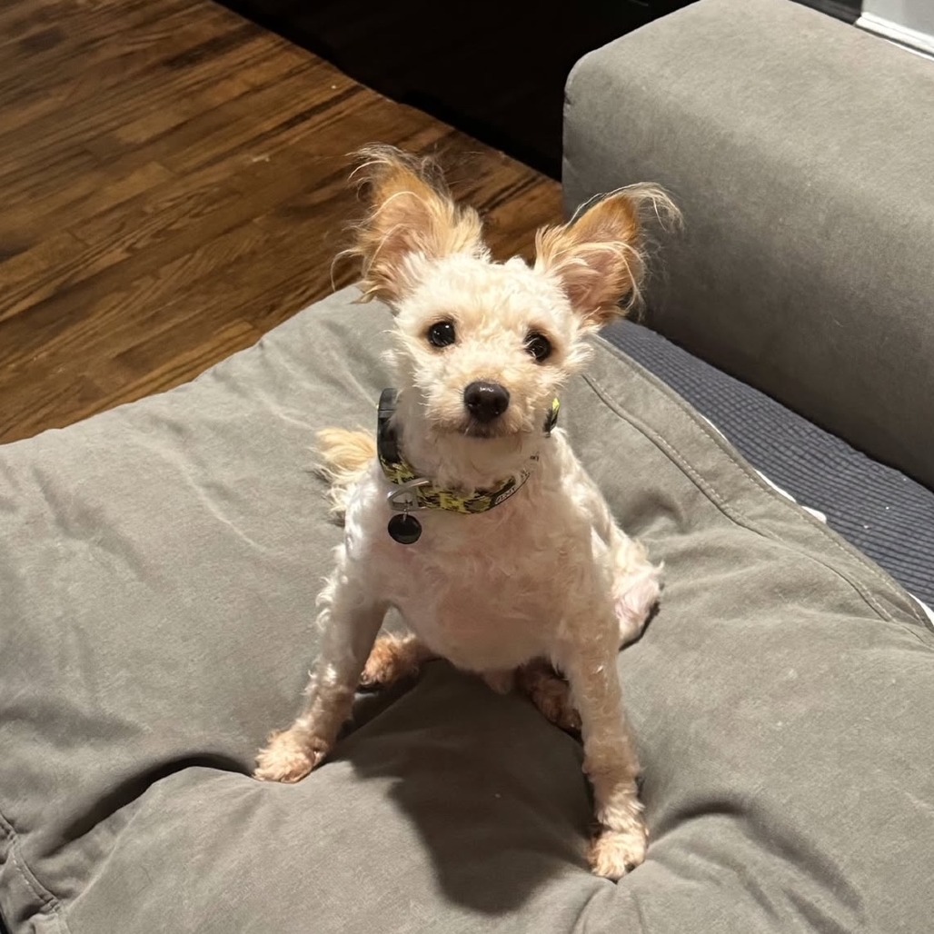 Winston, an adoptable Maltese, Mixed Breed in Oceanside, NY, 11572 | Photo Image 4