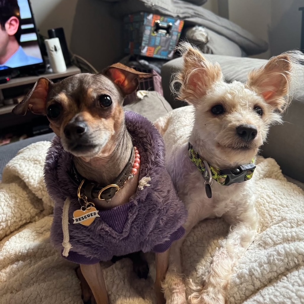 Winston, an adoptable Maltese, Mixed Breed in Oceanside, NY, 11572 | Photo Image 5