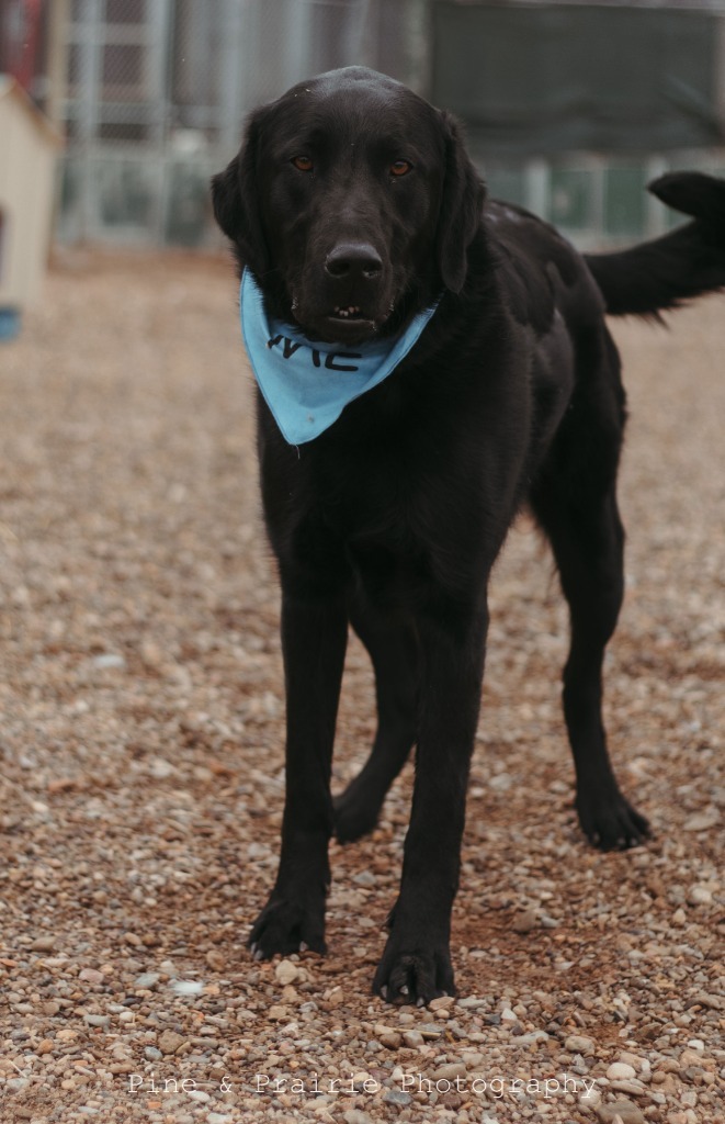 Atticus, an adoptable Mixed Breed in Hot Springs, SD, 57747 | Photo Image 1