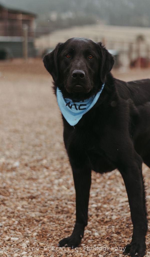 Atticus, an adoptable Mixed Breed in Hot Springs, SD, 57747 | Photo Image 2
