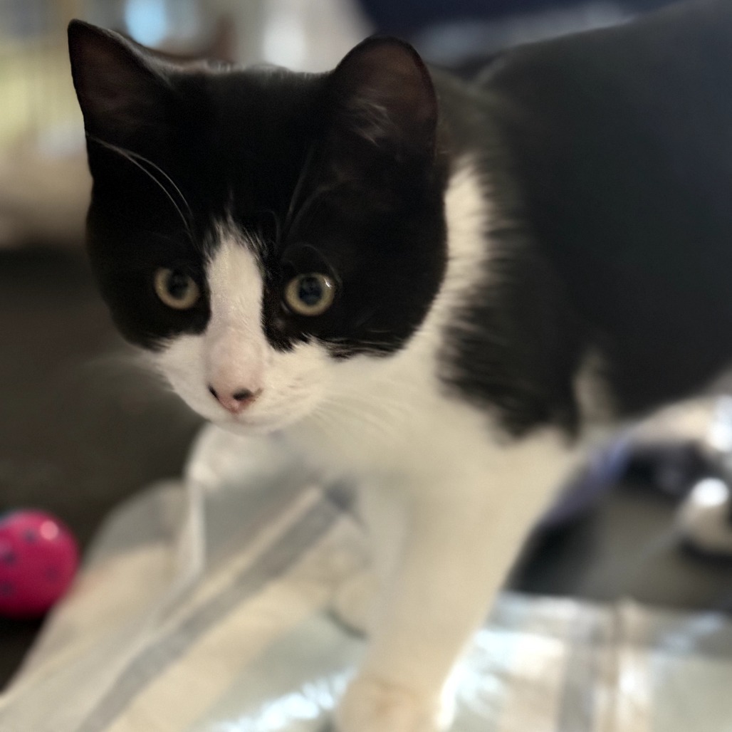 Mar Far, an adoptable Domestic Short Hair in Jacksonville, OR, 97530 | Photo Image 1