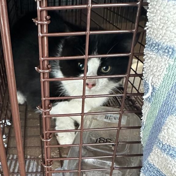 Mar Far, an adoptable Domestic Short Hair in Jacksonville, OR, 97530 | Photo Image 2