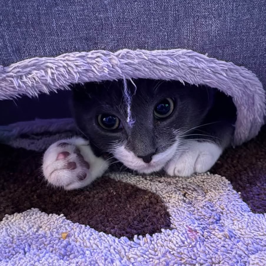 Kung Pao, an adoptable Domestic Short Hair in Jacksonville, OR, 97530 | Photo Image 1