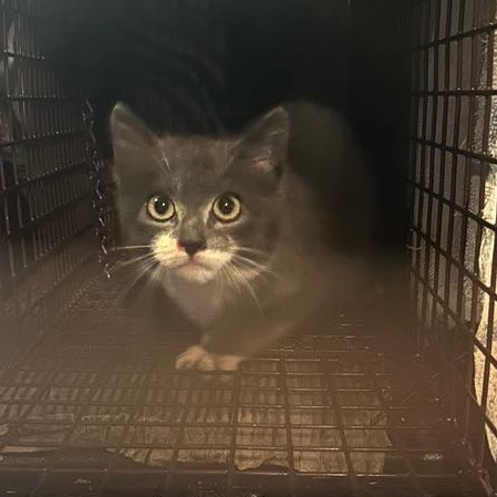 Kung Pao, an adoptable Domestic Short Hair in Jacksonville, OR, 97530 | Photo Image 2