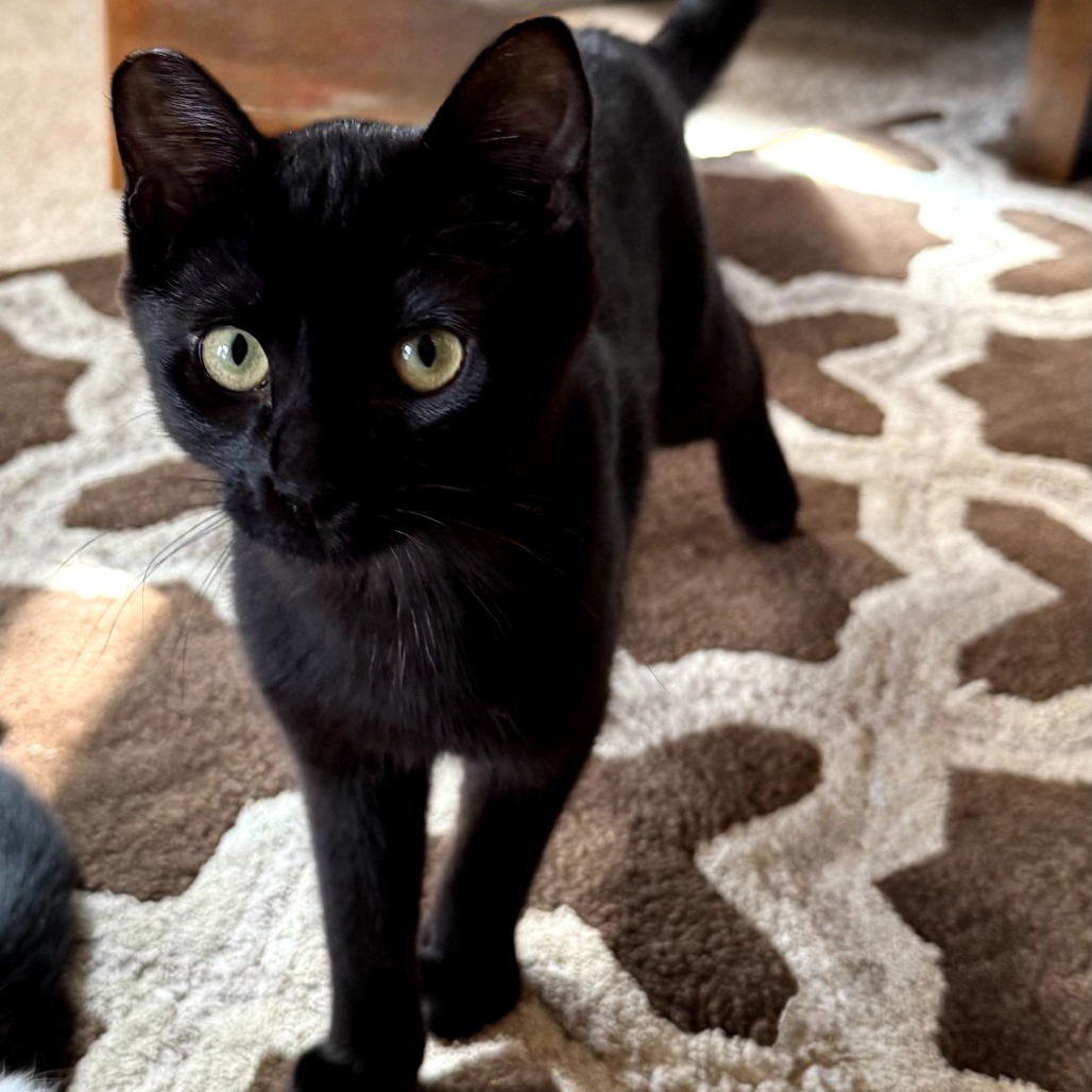 Dumpling, an adoptable Domestic Short Hair in Jacksonville, OR, 97530 | Photo Image 1
