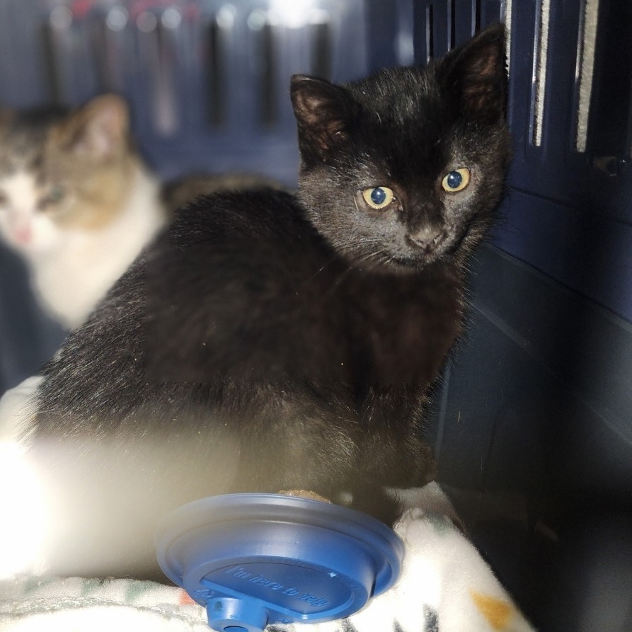 Dumpling, an adoptable Domestic Short Hair in Jacksonville, OR, 97530 | Photo Image 2