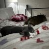 Pollo - Home to Home photo 2