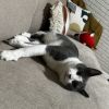 Pollo - Home to Home photo 3