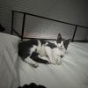 Pollo - Home to Home photo 4