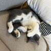 Pollo - Home to Home photo 5