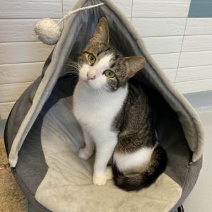 spayed