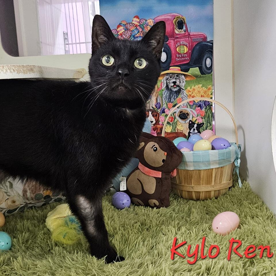 Kylo Ren (Adoption Fee Sponsored!)