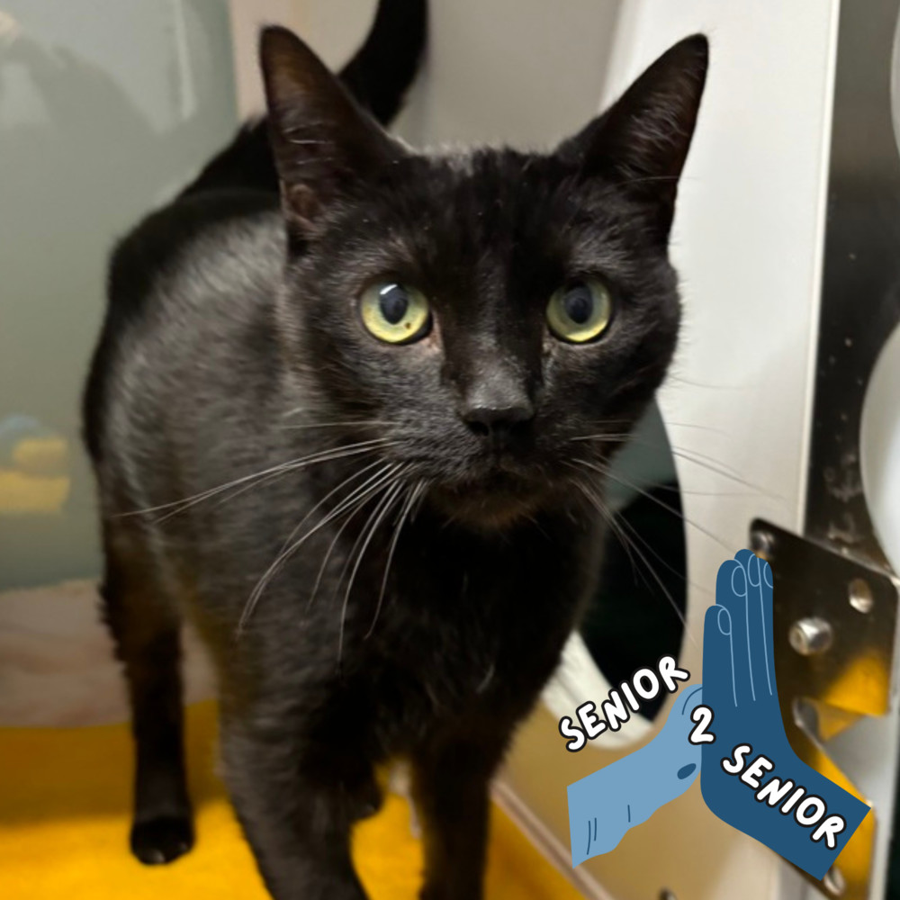 Kylo Ren (Adoption Fee Sponsored!)