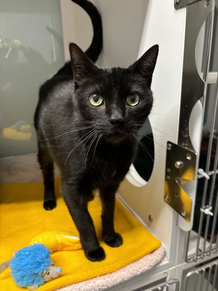 Kylo Ren (Adoption Fee Sponsored!)