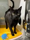 Kylo Ren (Adoption Fee Sponsored!) photo 4
