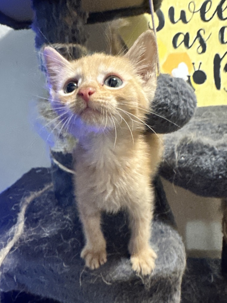 Briar **Adoption Pending**