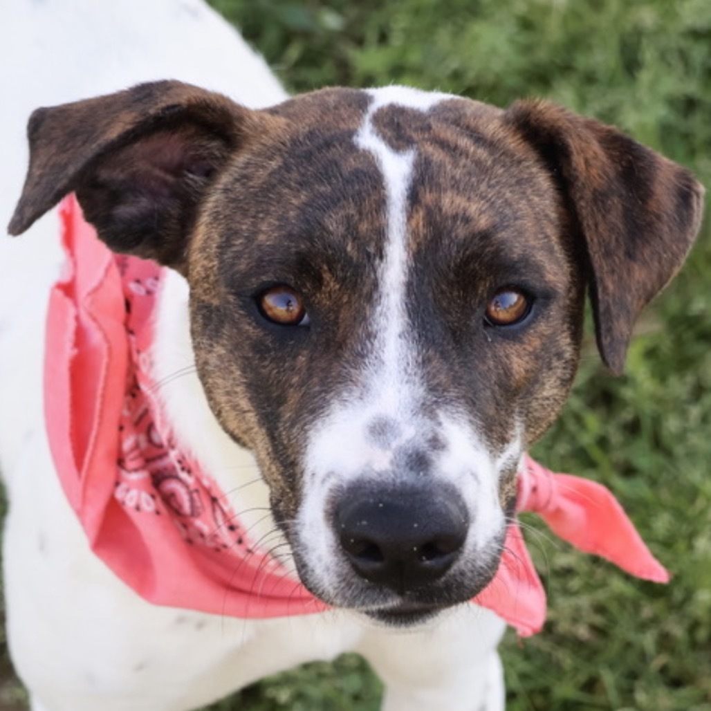 Propel(Adoption Fee Sponsored)