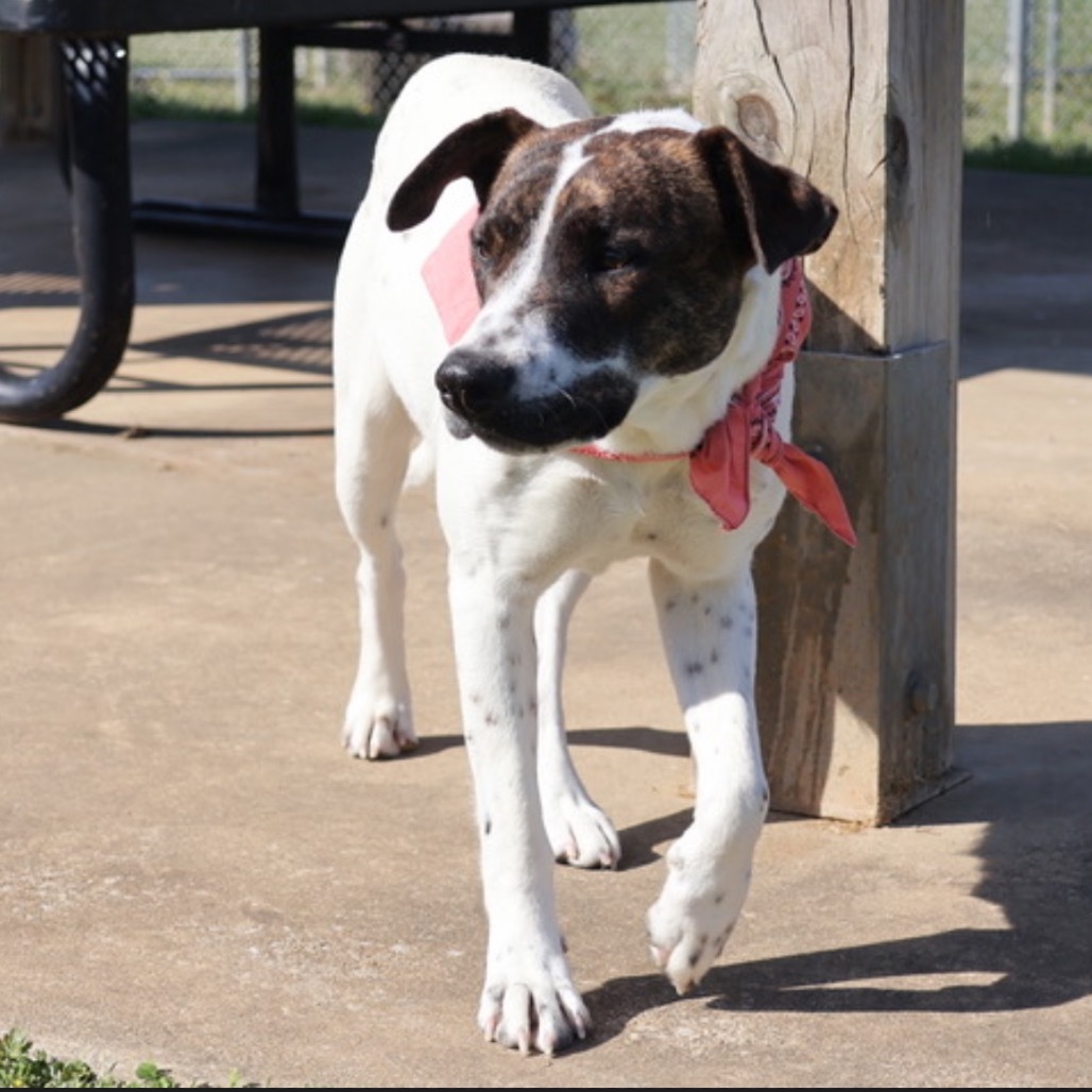 Propel(Adoption Fee Sponsored)