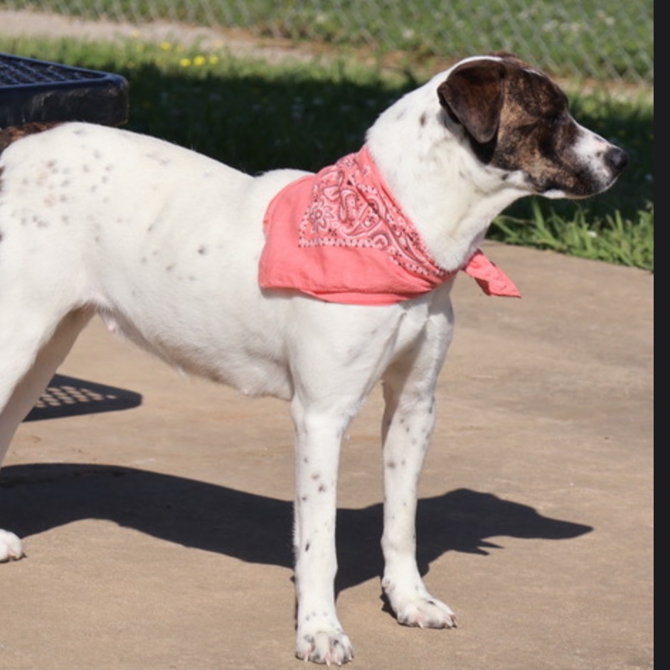 Propel(Adoption Fee Sponsored)