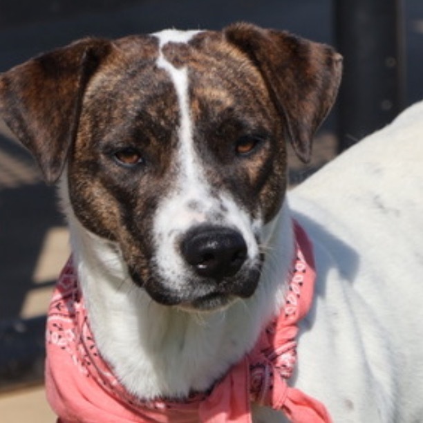 Propel(Adoption Fee Sponsored)