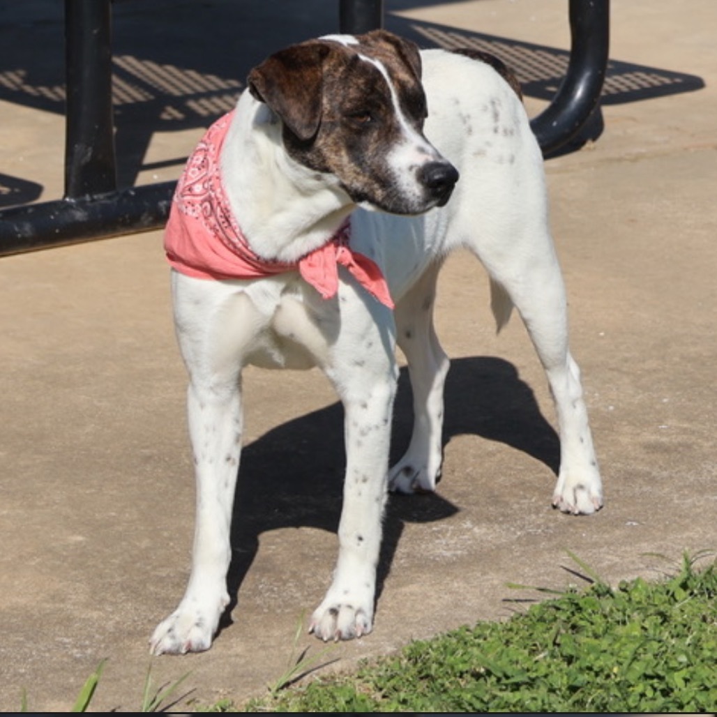 Propel(Adoption Fee Sponsored)