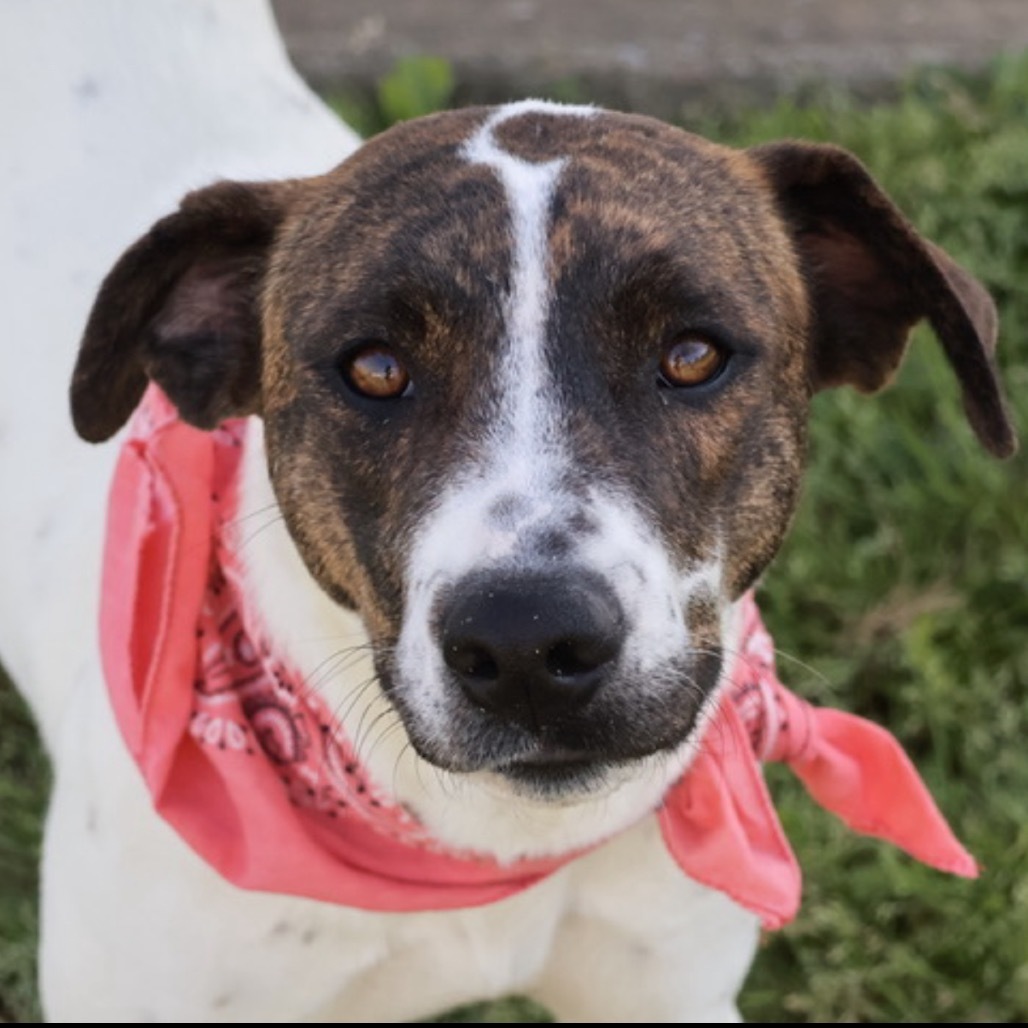 Propel(Adoption Fee Sponsored)