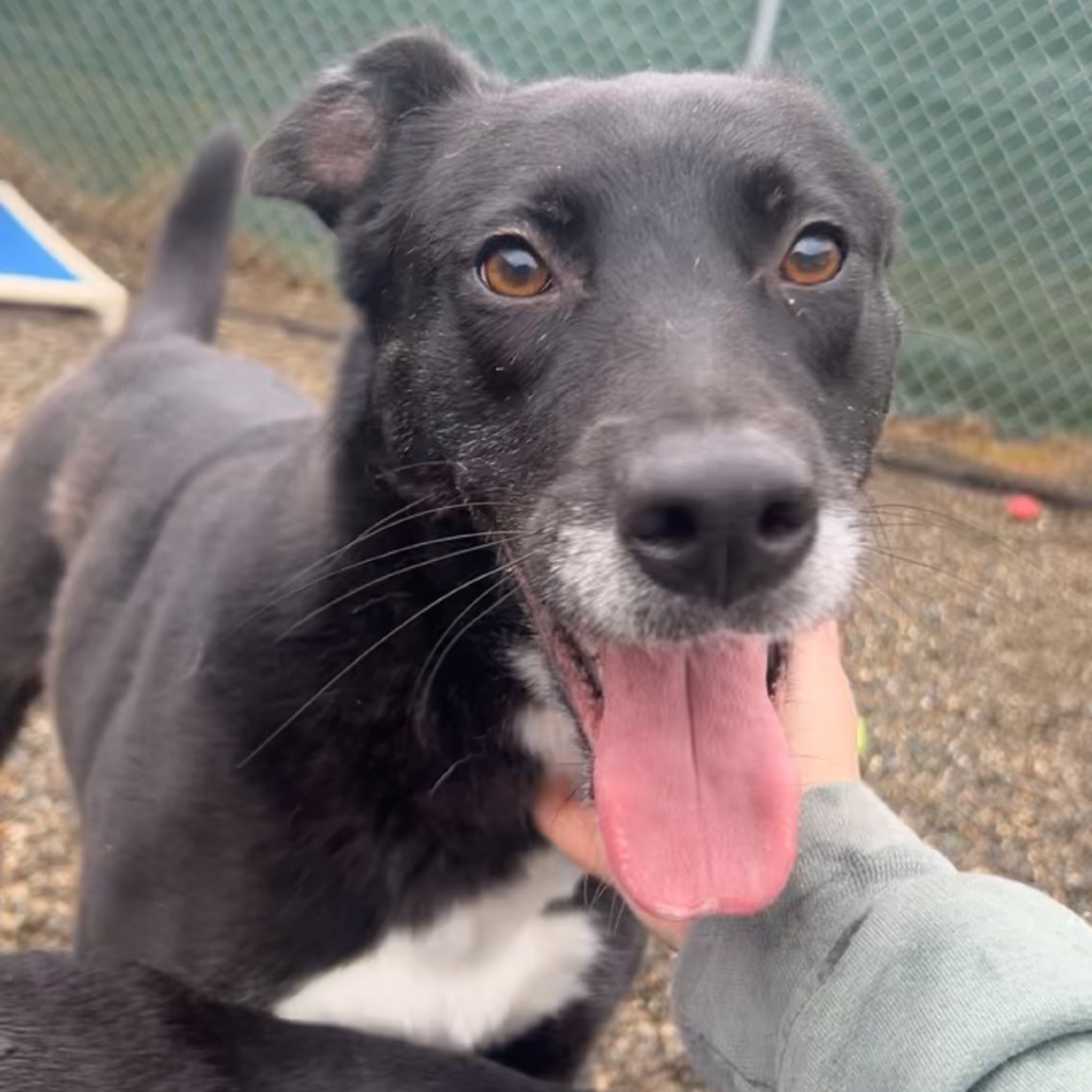 Pancake, an adoptable Collie in Thomaston, ME, 04861 | Photo Image 1