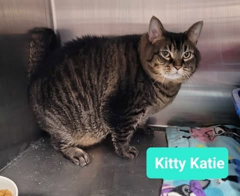 Kitty Katie