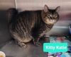 Kitty Katie photo 1