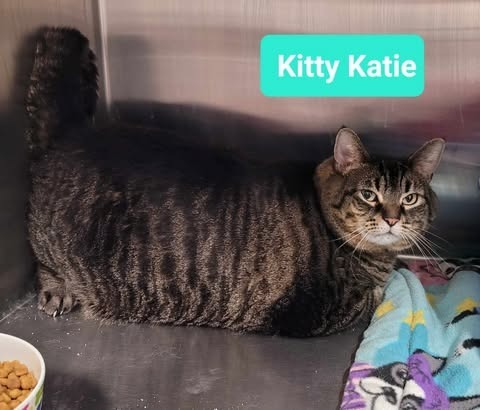 Kitty Katie