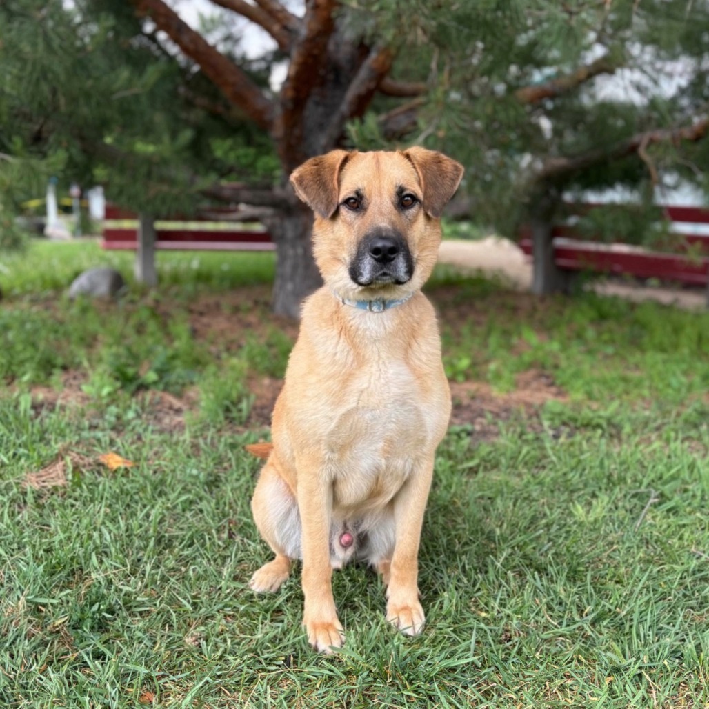 Lachlan***ADOPTION PENDING***, an adoptable Shepherd, Labrador Retriever in Fargo, ND, 58102 | Photo Image 1