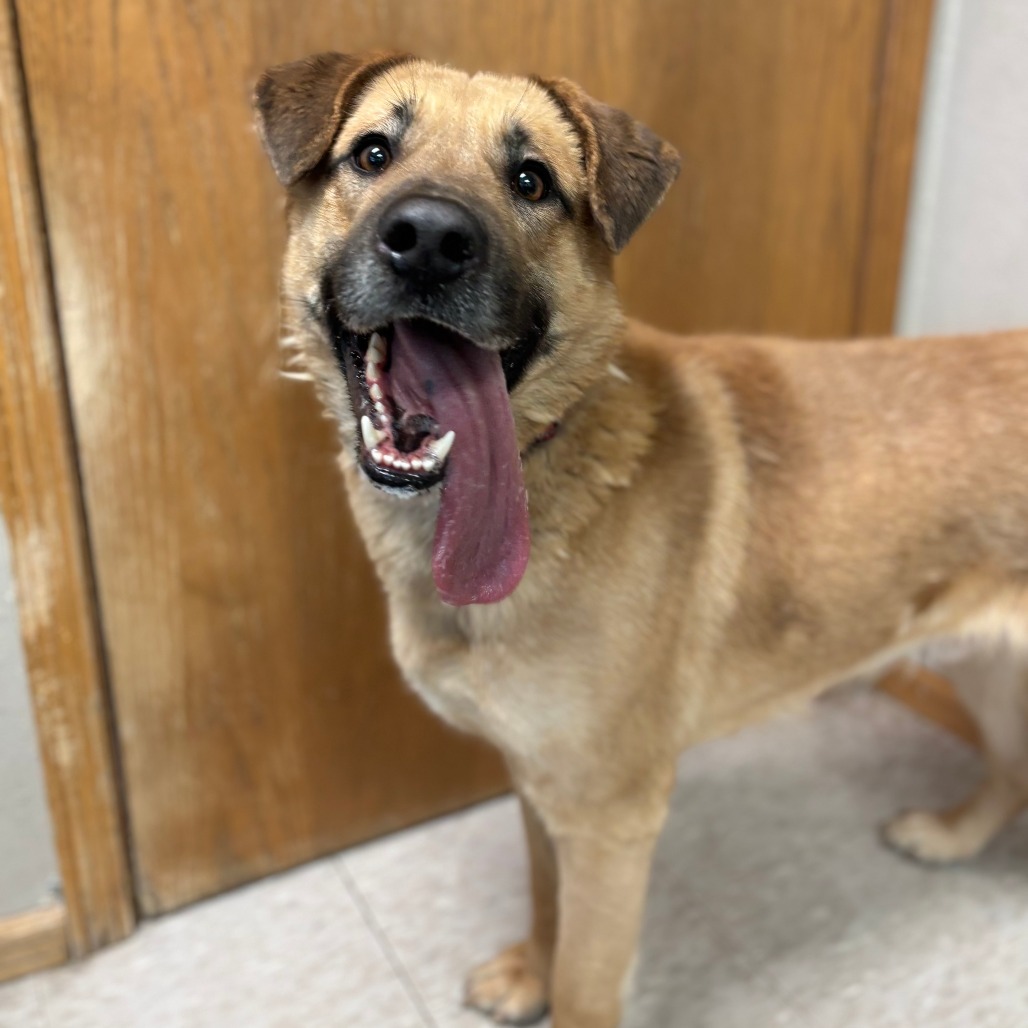 Lachlan--In Foster, an adoptable Shepherd, Labrador Retriever in Fargo, ND, 58102 | Photo Image 2