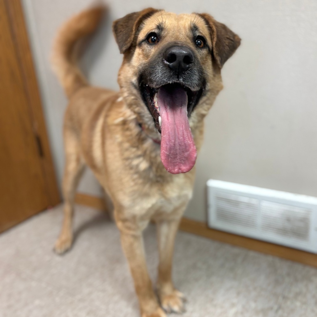 Lachlan***ADOPTION PENDING***, an adoptable Shepherd, Labrador Retriever in Fargo, ND, 58102 | Photo Image 3