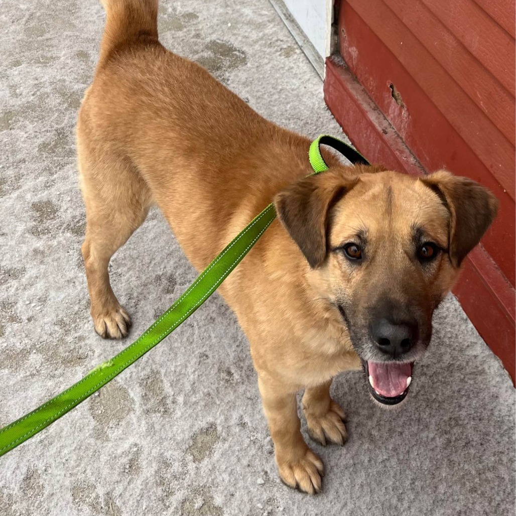 Lachlan--In Foster, an adoptable Shepherd, Labrador Retriever in Fargo, ND, 58102 | Photo Image 4