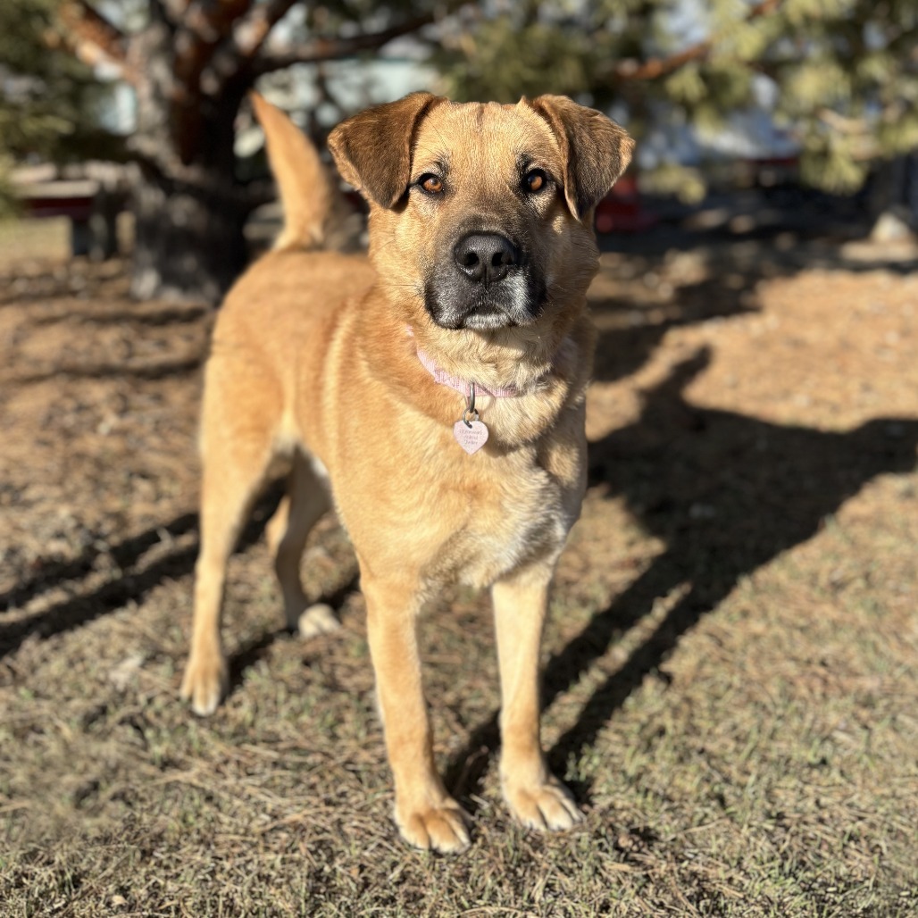 Lachlan***ADOPTION PENDING***, an adoptable Shepherd, Labrador Retriever in Fargo, ND, 58102 | Photo Image 5