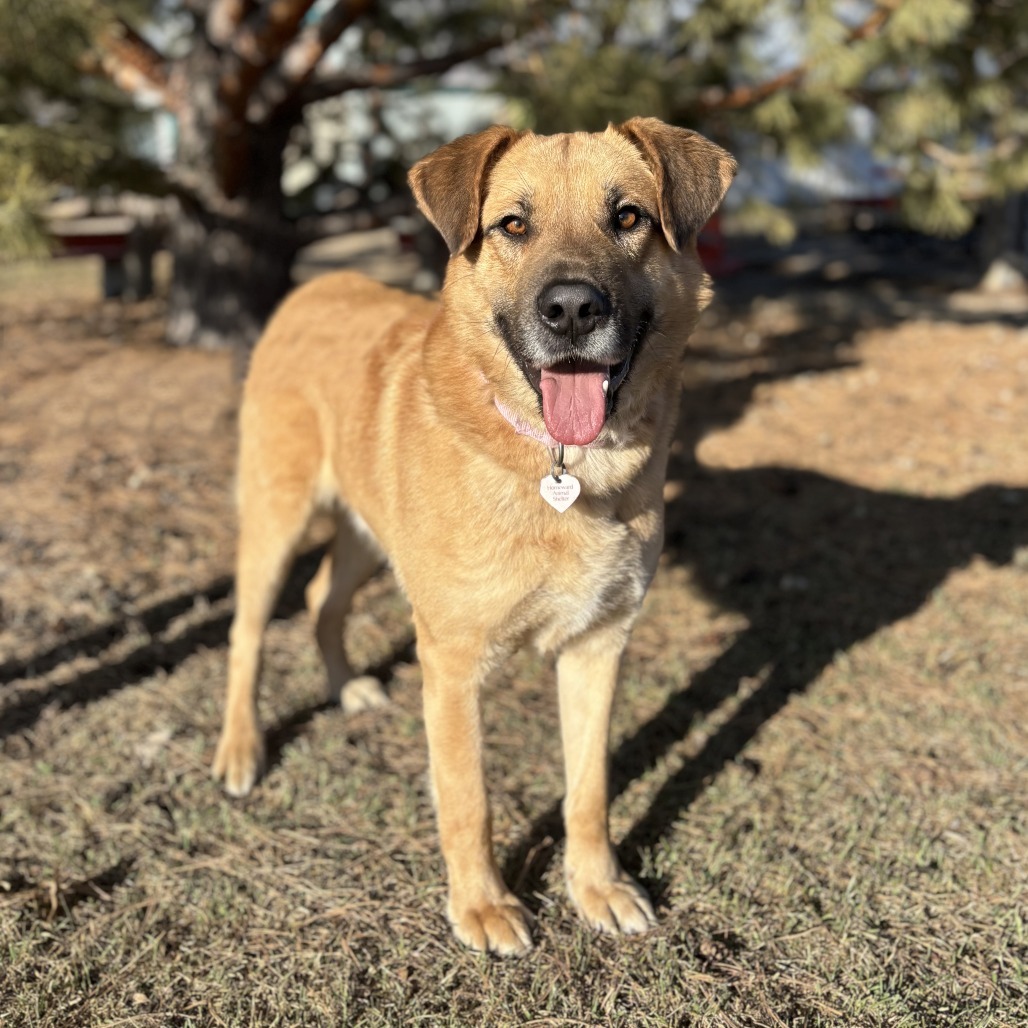 Lachlan--In Foster, an adoptable Shepherd, Labrador Retriever in Fargo, ND, 58102 | Photo Image 6