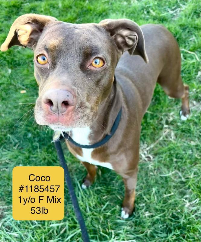 CoCo