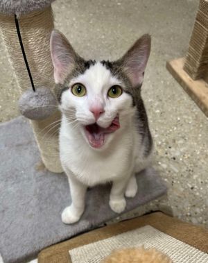 Maggie, Baby Female Domestic Short Hair