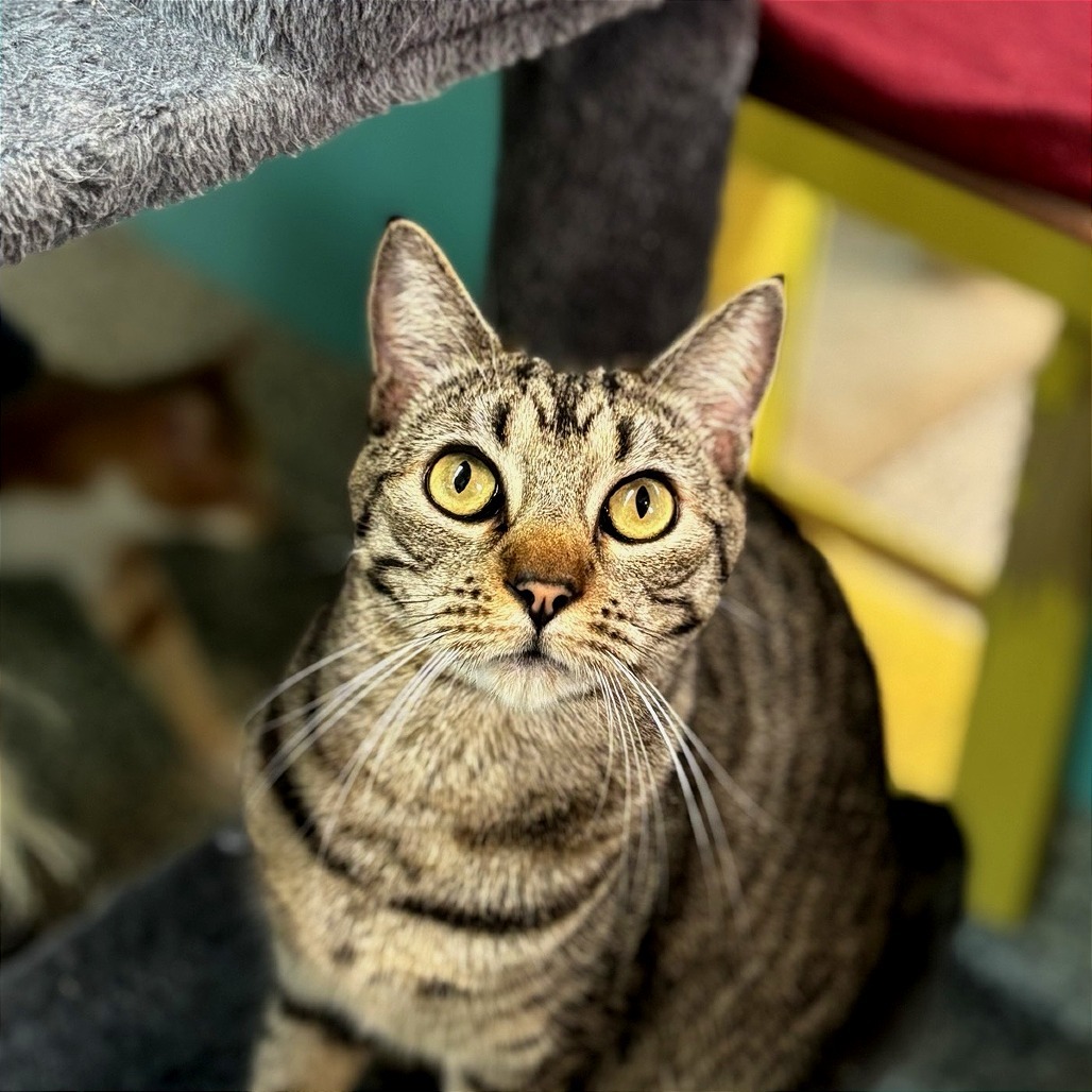 Cara