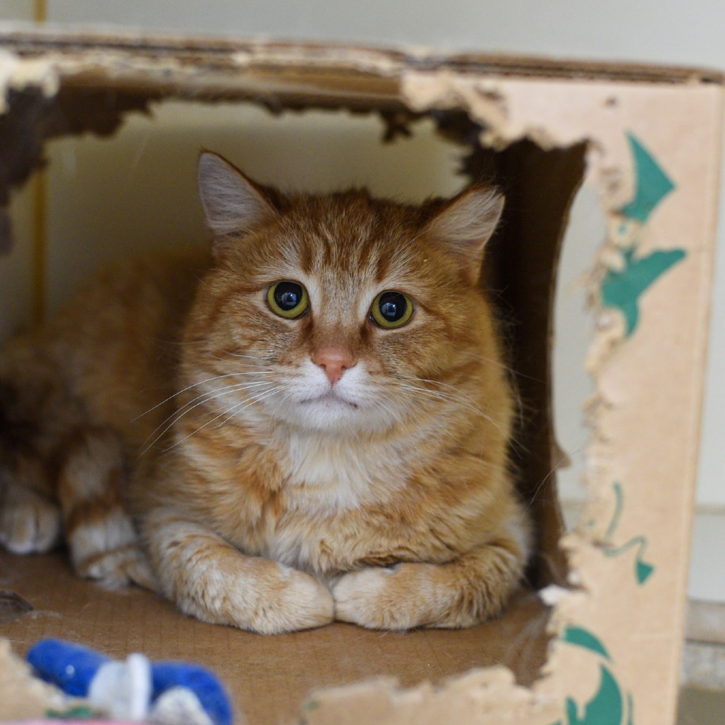 Goldie, an adoptable Domestic Short Hair in Idaho Falls, ID, 83402 | Photo Image 1