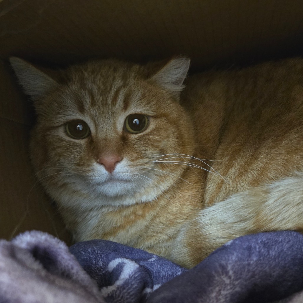 Goldie, an adoptable Domestic Short Hair in Idaho Falls, ID, 83402 | Photo Image 2