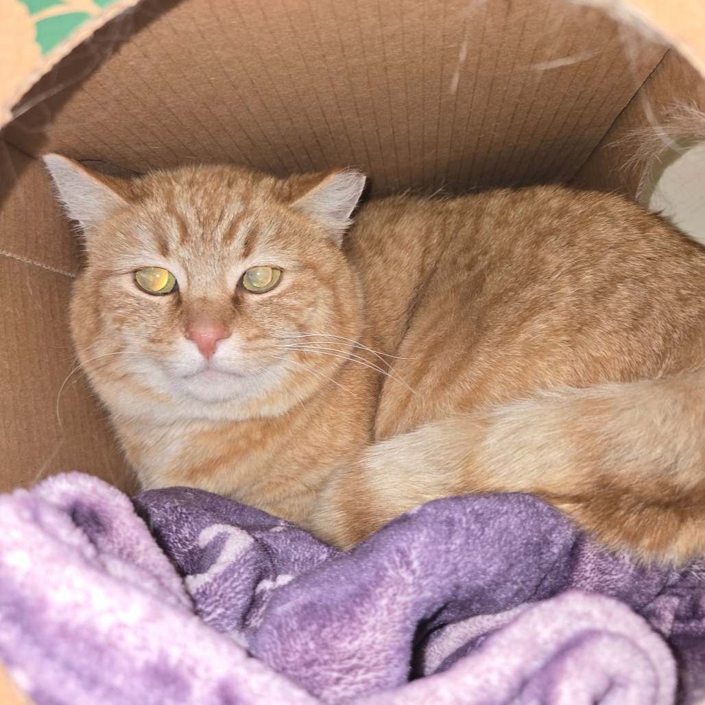 Goldie, an adoptable Domestic Short Hair in Idaho Falls, ID, 83402 | Photo Image 3