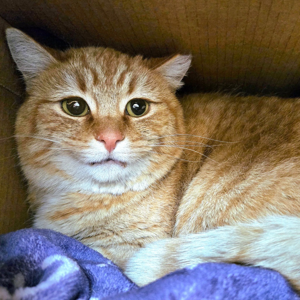 Goldie, an adoptable Domestic Short Hair in Idaho Falls, ID, 83402 | Photo Image 4