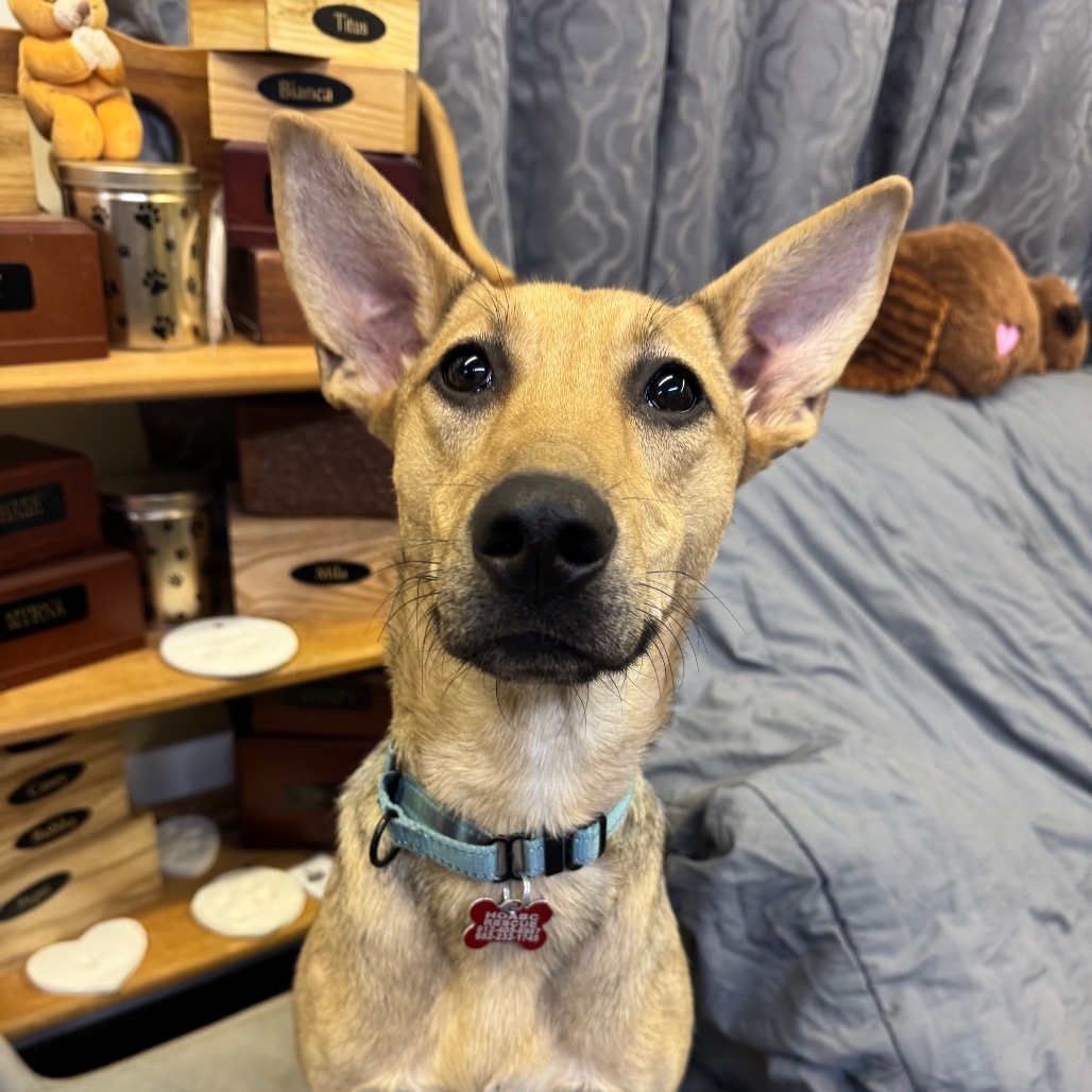 Birdie, an adoptable Shepherd, Mixed Breed in Baldwin, WI, 54002 | Photo Image 1